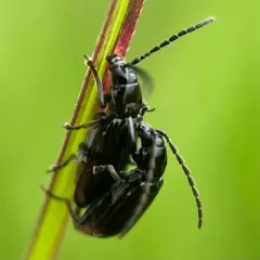 Black Diabrotica thumbnail 4