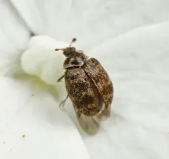 Museum Beetle thumbnail 1