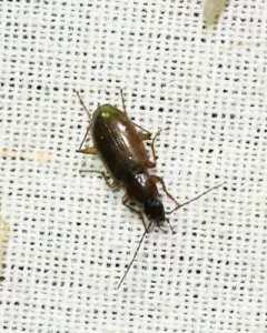 Brown-prothorax Ground Beetle thumbnail 3