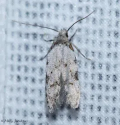 Triangle-marked Twirler Moth thumbnail 4
