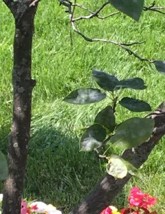 Podosphaera amelanchieris thumbnail 3