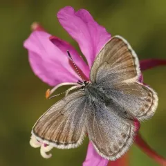 Northern Blue thumbnail 2