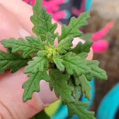 Clammy goosefoot thumbnail 3