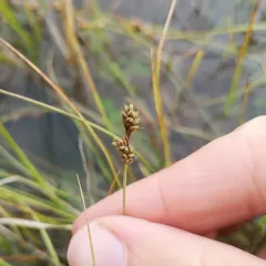Weak-cluster Sedge thumbnail 4