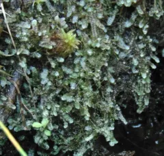 Blue Pouchwort thumbnail 2