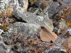 Scree Alpine thumbnail 4
