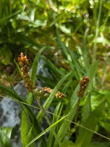 Alaska Plantain