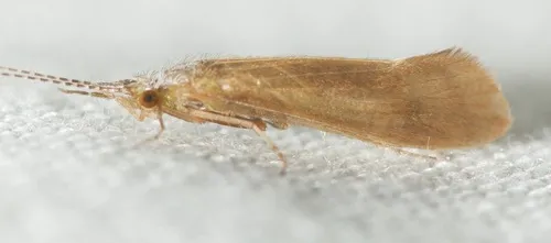 Ceraclea tarsipunctata