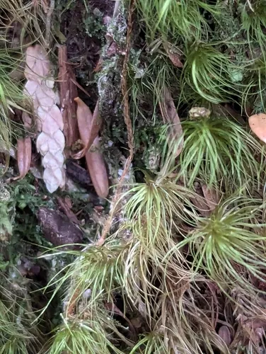 Greater Fork-moss