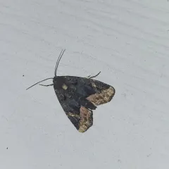 Black Wedge-spot thumbnail 4