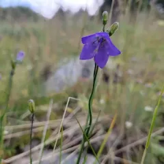 Common Harebell thumbnail 3