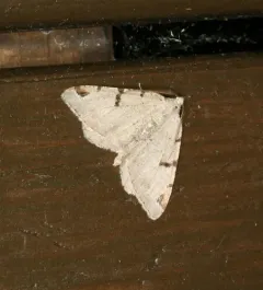 V-Moth thumbnail 4