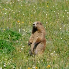 Olympic Marmot thumbnail 2