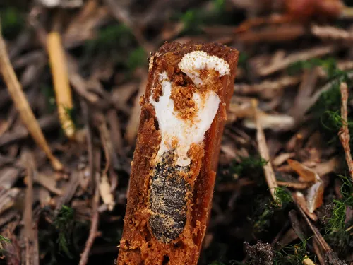 Tolypocladium inflatum