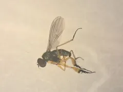 Campsicnemus philoctetes thumbnail 3