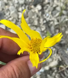Snow Arnica thumbnail 3
