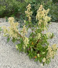 Alaska wild-rhubarb thumbnail 4