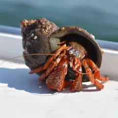 Acadian hermit crab thumbnail 3