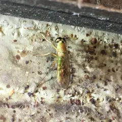 Compost Fly thumbnail 3