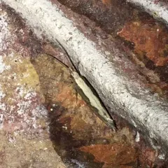 Diamondback Moth thumbnail 3