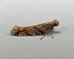 Ruby Aristotelia Moth thumbnail 4