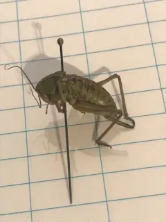 coulee cricket thumbnail 1