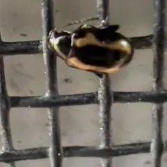 Striped Flea Beetle thumbnail 4
