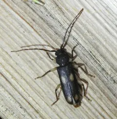 Ash and Privet Borer thumbnail 3