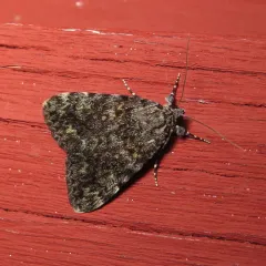 Little Lined Underwing thumbnail 4