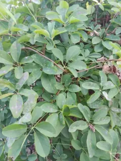 Erysiphe akebiae thumbnail 4