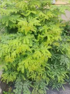 Erysiphe ravenelii thumbnail 3