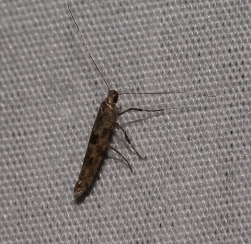 Caloptilia strictella