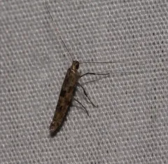Caloptilia strictella thumbnail 1