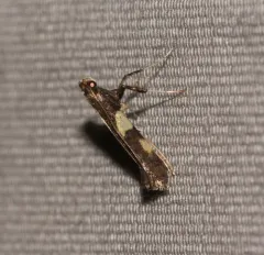Caloptilia umbratella thumbnail 2