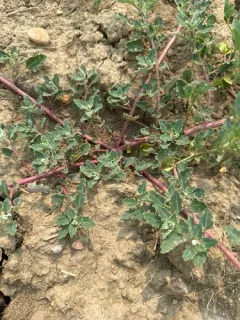 Saline Goosefoot thumbnail 4