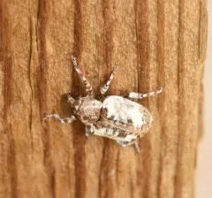 Snowy Curculio thumbnail 2