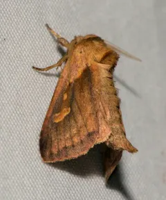 Pickerelweed Borer Moth thumbnail 4