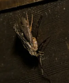 Say's Giant Caddisfly thumbnail 3