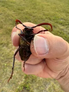 Prionus cuneatus thumbnail 3