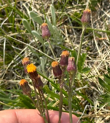 alpine groundsel