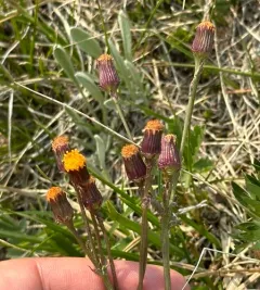 alpine groundsel thumbnail 1