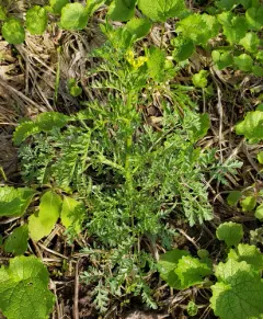 Western Tansymustard thumbnail 1