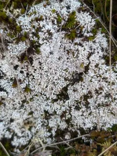 Finger Wart Lichen thumbnail 4