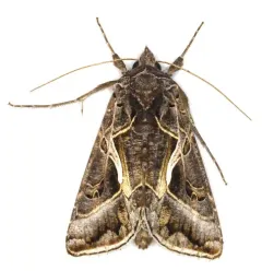 Silver Whip Moth thumbnail 4