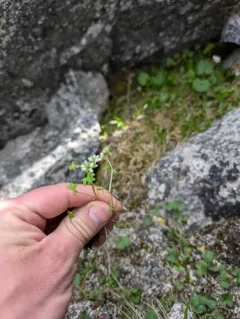 Pygmy Saxifrage thumbnail 3