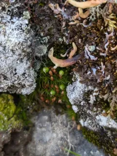 Stiff Apple-moss thumbnail 2