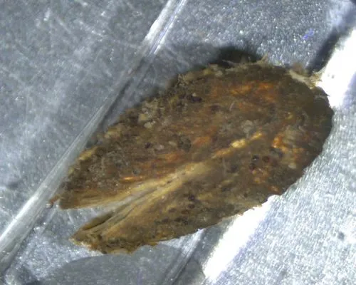Dark Falsemussel