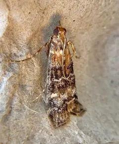 Dioryctria okanaganella thumbnail 2