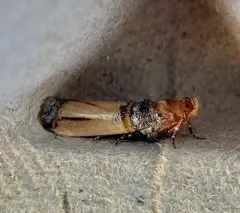 Dasypyga alternosquamella thumbnail 3
