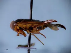 Hesperocorixa vulgaris thumbnail 4